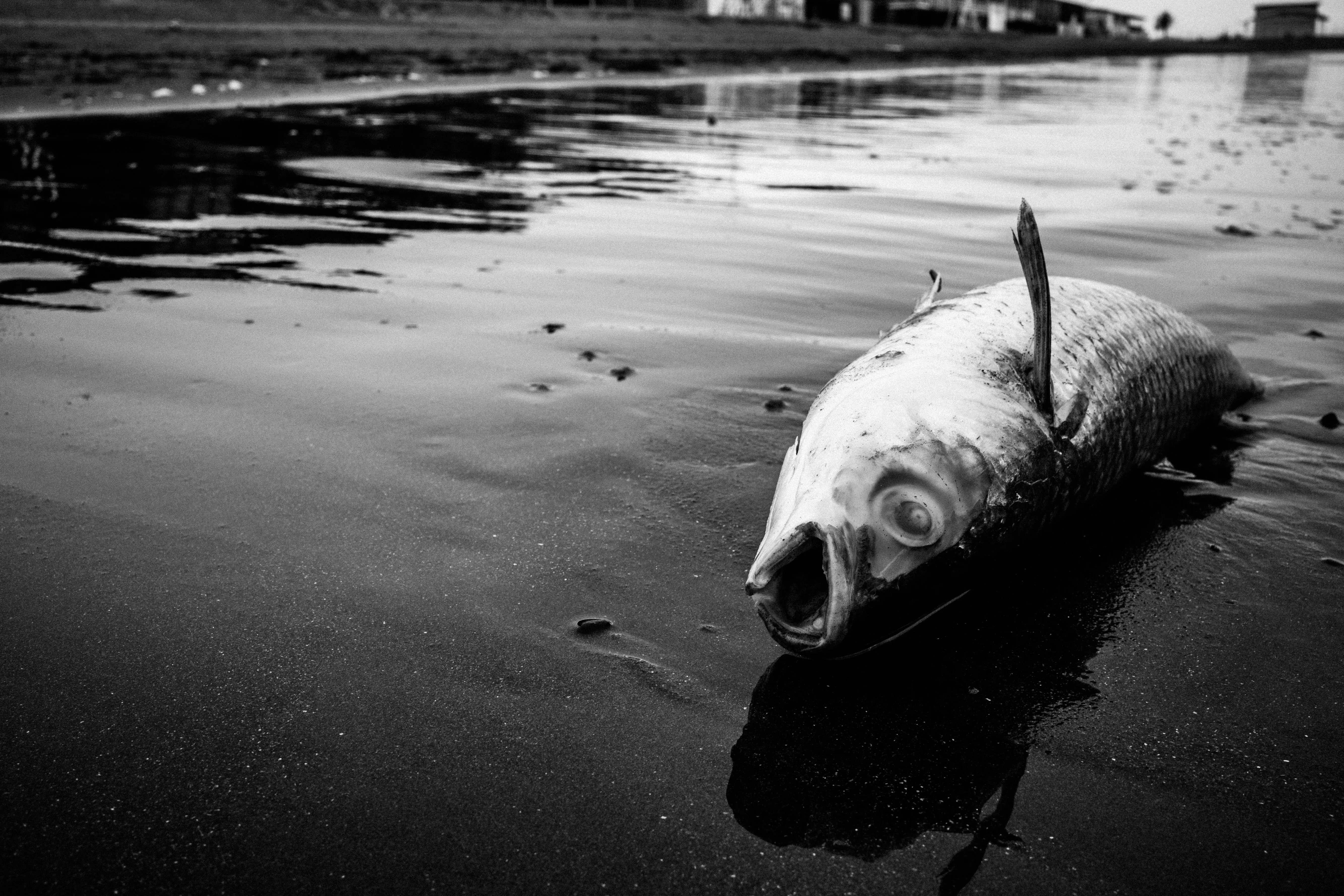 Enoshima, image 2
