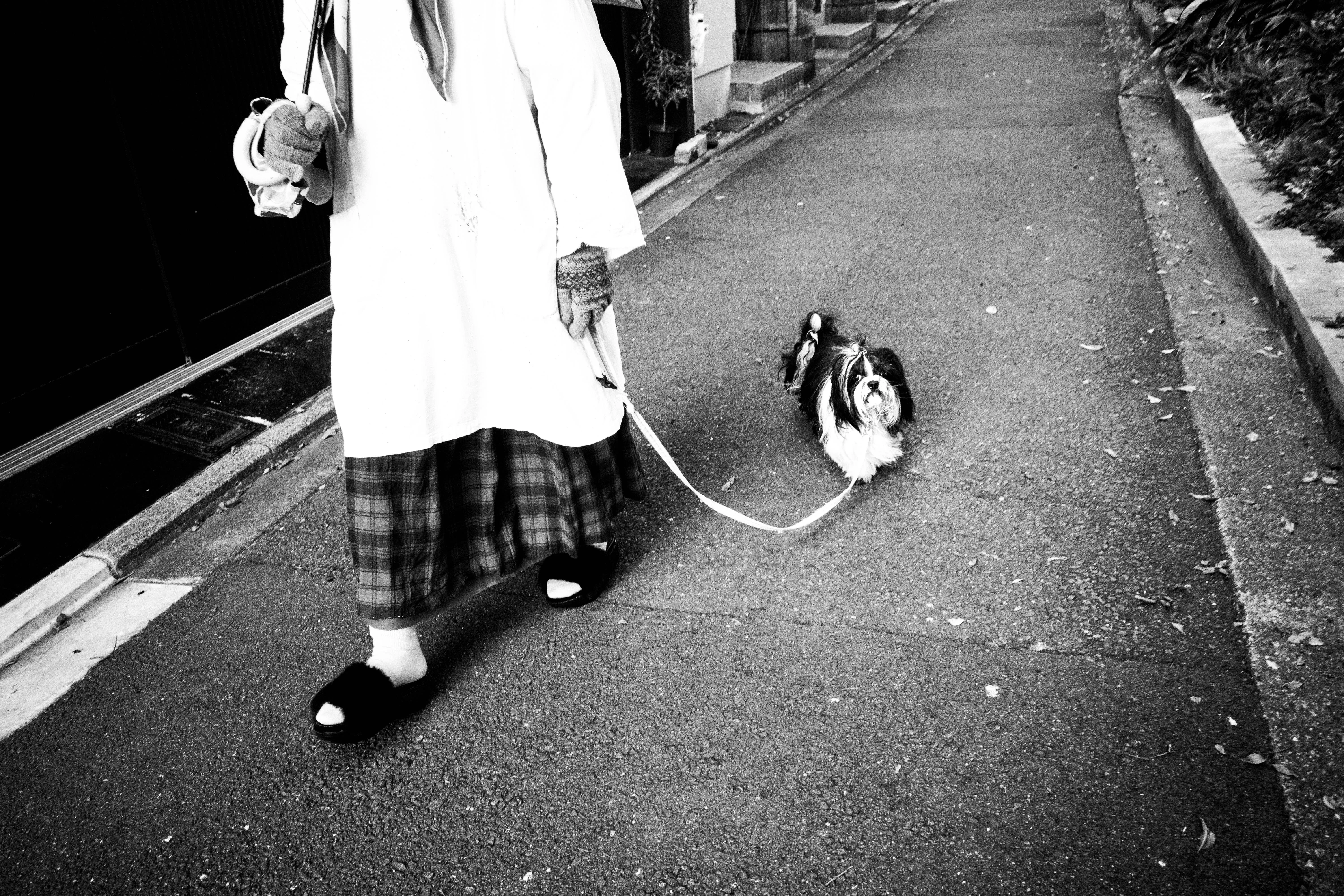 Kyoto, image 2