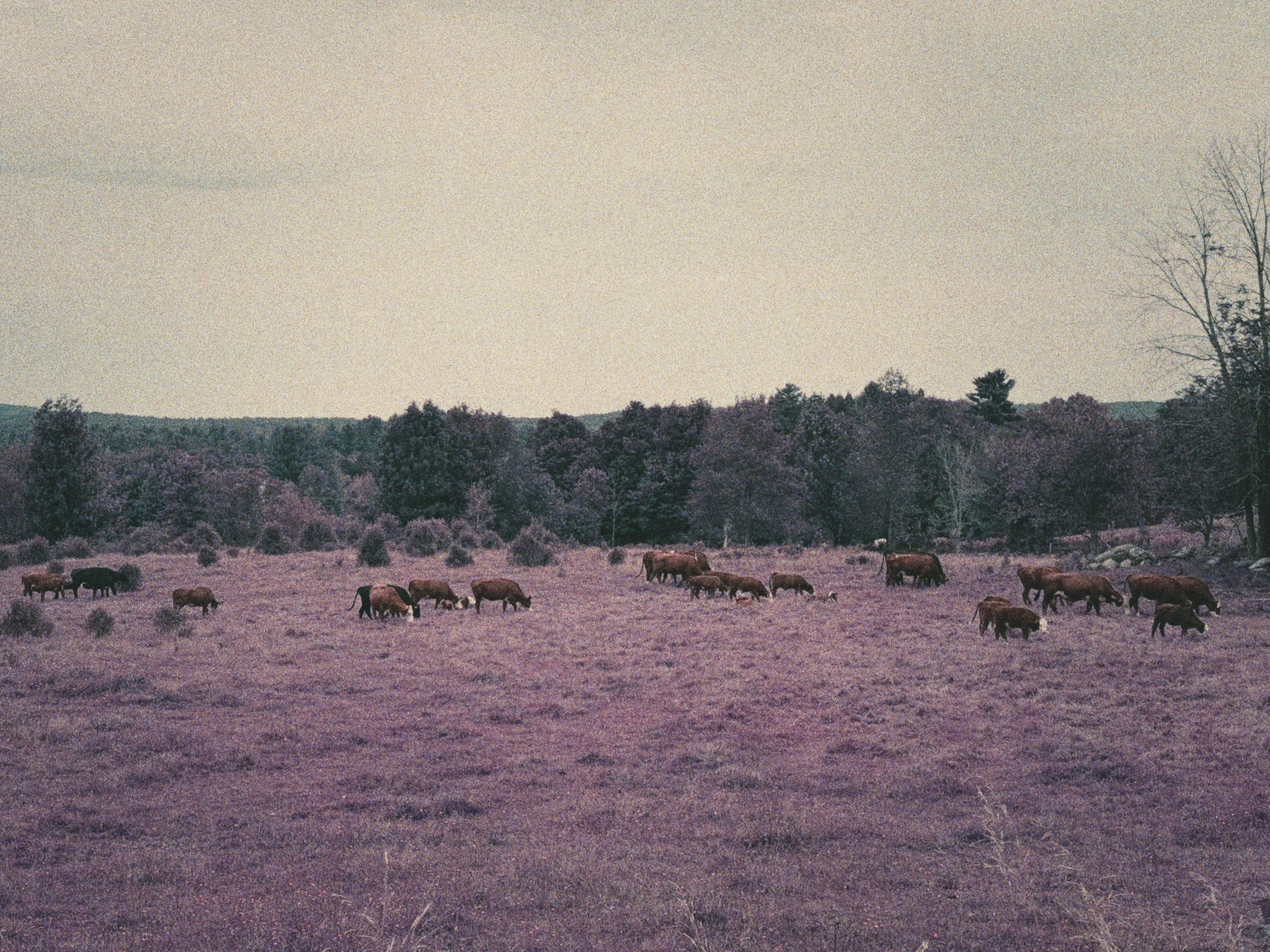 Purple Dream, image 5