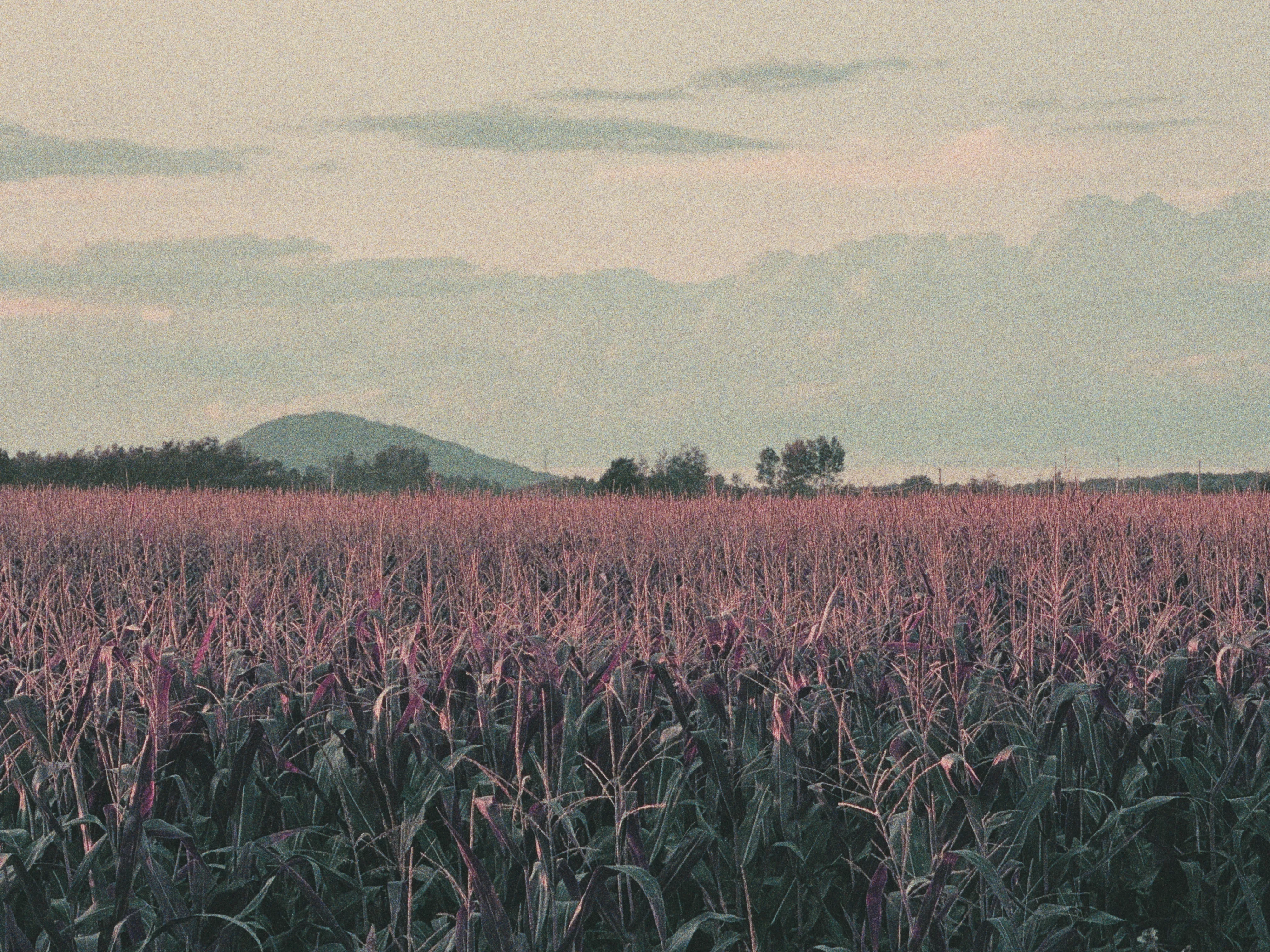 Purple Dream, image 6